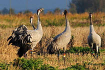 Common / Eurasian cranes (Grus grus) three 18 month juveniles, 'Bart', 'Christine' and 'Michael', released by the Great Crane Project onto the Somerset Levels and Moors, calling in Barley stubble fiel...