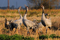 Common / Eurasian cranes (Grus grus) three 18 month juveniles, 'Bart', 'Christine' and 'Gilbert', released by the Great Crane Project onto the Somerset Levels and Moors, calling in Barley stubble fiel...