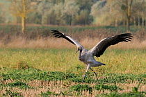 Juvenile Common / Eurasian crane (Grus grus), 'Elle' released by the Great Crane Project onto the Somerset Levels and Moors, walking with wings raised after chasing another bird through Barley stubble...