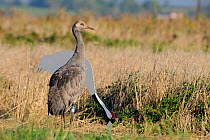 Six month juvenile Common / Eurasian crane (Grus grus) 'Christmas shoes' recently released by the Great Crane Project onto the Somerset Levels and Moors, standing alert by adult crane cut out decoy in...