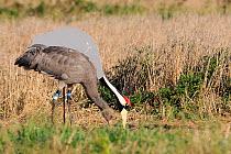 Six month juvenile Common / Eurasian crane (Grus grus) 'Christmas shoes' recently released by the Great Crane Project onto the Somerset Levels and Moors, forages for grain beside adult crane cut out d...