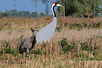 Six month juvenile Common / Eurasian crane (Grus grus) 'Christmas shoes' recently released by the Great Crane Project onto the Somerset Levels and Moors, pecking adult crane cut out decoy in set-aside...