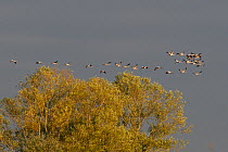 Mixed age flock of 18 month and six month Common / Eurasian cranes (Grus grus), released by the Great Crane Project onto the Somerset Levels and Moors, in flight over Willow trees in dawn light, Somer...