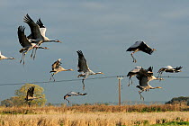 Mixed age flock of 18 month and six month Common / Eurasian cranes (Grus grus), released by the Great Crane Project onto the Somerset Levels and Moors, taking off from Barley stubble field, with elect...