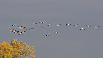 Mixed age flock of 18 month and six month Common / Eurasian cranes (Grus grus), released by the Great Crane Project onto the Somerset Levels and Moors, in flight over Willow trees, Somerset, UK, Octob...