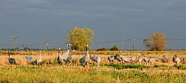 Mixed flock of 18 month and brown headed 6 month Common / Eurasian cranes (Grus grus), released by the Great Crane Project onto the Somerset Levels and Moors, foraging in Barley stubble field at dawn...