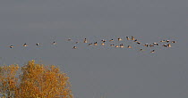 Mixed age flock of thirty-three 18 month and 6 month Common / Eurasian cranes (Grus grus), released by the Great Crane Project onto the Somerset Levels and Moors, in flight over Willow trees at dawn,...