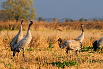18 month Common / Eurasian crane (Grus grus) 'Reg', released by the Great Crane Project onto the Somerset Levels and Moors, calling in Barley stubble field along with a recently released immature bird...
