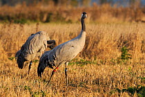 18 month Common / Eurasian crane (Grus grus) 'Reg', released by the Great Crane Project onto the Somerset Levels and Moors, walks through Barley stubble as a recently released immature bird preens in...