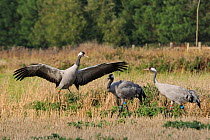 'Squidgy' an 18 month female Common / Eurasian crane (Grus grus) dancing in Barley stubble near two males 'Mennis' and 'Bart', within the flock of birds released by the Great Crane Project onto the So...