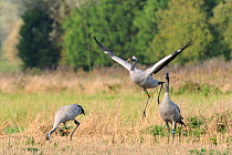 'Squidgy' an 18 month female Common / Eurasian crane (Grus grus), dancing in Barley stubble as male crane "Mennis" looks on and "Twinkle" forages in the background, within the flock of birds released...