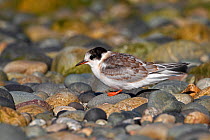 Arctic Tern (Sterna paradisaea) recently fledged young resting on beach, Cemlyn Bay, Anglesey, North Wales, UK, July