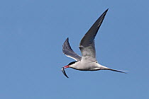 Arctic Tern (Sterna paradisaea) in flight carrying fish in  beak, Cemlyn Bay, Anglesey, North Wales, UK, July