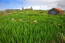 Yellow flag iris (Iris pseudacorus) bed growing on ruined croft, South Uist, Outer Hebrides, Scotland, UK, May 2011