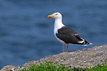 Greater black-backed gull (Larus marinus) perched on cliff top, Puffin Island, Anglesey, North Wales, UK, July