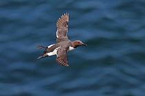Common Guillemot (Uria aalge) flying over sea, Puffin Island, Anglesey, North Wales, UK, June