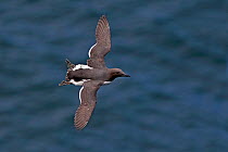 Common guillemot (Uria aalge) flying over sea, Puffin Island, Anglesey, North Wales, UK, June