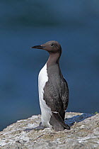 Common guillemot (Uria aalge) perched on cliff, Puffin Island, Anglesey, North Wales, UK, June