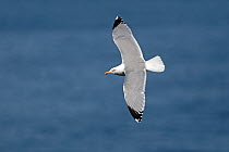 Herring gull (Larus argentatus) flying over sea, off Puffin Island, Anglesey North, Wales, UK, June