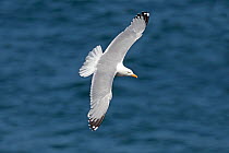 Herring gull (Larus argentatus) flying over sea, off Puffin Island, Anglesey, North Wales, UK, June