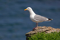 Herring Gull (Larus argentatus) perched on clifftop, Puffin Island, Anglesey, North Wales, UK, June