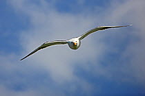 Lesser black backed gull (Larus fuscus) in flight, Puffin Island, Anglesey, North Wales, UK, June
