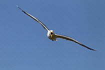 Lesser black backed gull (Larus fuscus) in flight towards intruder, calling, Puffin Island, Anglesey, North Wales, UK, June