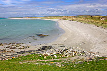Lingay Strand beach, North coast of North Uist, Outer Hebrides, Scotland, UK, May 2011
