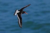 Oystercatcher (Haematopus ostralegus) in flight over sea, off Puffin Island, Anglesey, North Wales, UK, June
