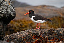 Oystercatcher (Haematopus ostralegus) perched on rock on shore, North Uist, Outer Hebrides, Scotland, UK, May