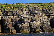 Cliffs showing Auk ledges and rock formations of carboniferous limestone, Puffin Island, North Wales, UK, June 2011