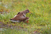 Redshank (Tringa totanus) sheltering chicks under its wing on machair, South Uist, Outer Hebrides, Scotland, UK, May