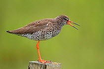Redshank (Tringa totanus) calling on look-out post on breeding territory, South Uist, Outer Hebrides, Scotland, UK, May