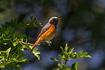 Male Common redstart (Phoenicurus phoenicurus) perched in woodland, North Wales, UK, June