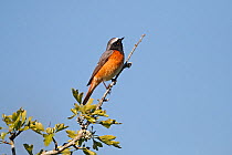 Male Common redstart (Phoenicurus phoenicurus) perched at top of tree, North Wales, UK, June