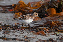 Sanderling (Calidris alba) foraging on beach on migration, North Uist, Outer Hebrides, Scotland, UK, May