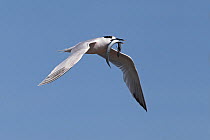 Sandwich tern (Sterna sandvicensis) in flight carrying a large Sand eel, North Wales, UK, July