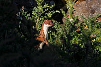 Stoat (Mustela erminea) on look-out among rocks on hillside, North Wales, UK, June