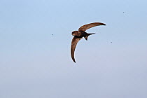 Common swift (Apus apus) in flight catching insects showing bulging crop, Wirral, Merseyside, UK, July