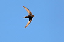 Common swift (Apus apus) in flight, Wirral, Merseyside, UK, July