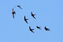 Common swifts (Apus apus) in flight, Merseyside, Wirral, UK, July