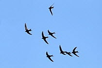 Common swifts (Apus apus) in flight, Wirral, Merseyside, UK, July