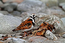 Turnstone (Arenaria interpres) foraging on stony beach in breeding plumage, North Uist, Outer Hebrides, Scotland, UK, May