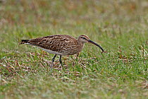 Whimbrel (Numenius phaeopus) with prey in beak on machair, on migration, South Uist, Outer Hebrides, Scotland, UK, May