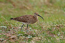 Whimbrel (Numenius phaeopus) on machair to feed on migration, South Uist, Outer Hebrides, Scotland, UK, May