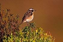 Male Whinchat (Saxicola rubetra) perched on Heather on moorland, North Wales, UK, June