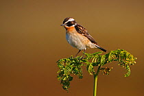 Male Whinchat (Saxicola rubetra) perched on Bracken on moorland, North Wales, UK, June