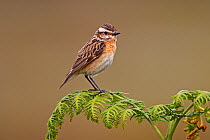 Female Whinchat (Saxicola rubetra) perched on Bracken on moorland, North Wales, UK, June