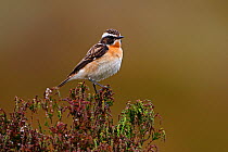 Male Whinchat (Saxicola rubetra) perched on Heather, North Wales, UK, June