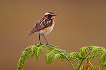 Male Whinchat (Saxicola rubetra) perched on Bracken, North Wales, UK, June